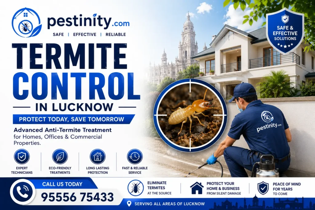 Termite Control in Lucknow