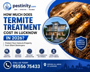 How Much Does Termite Treatment Cost in Lucknow in 2026?